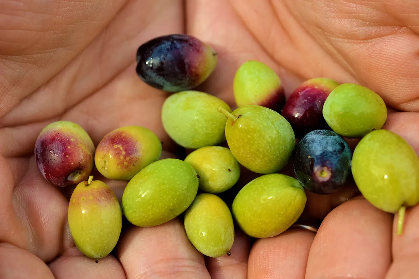 Dal 1957 Olio Forina racconta l'amore per la Puglia